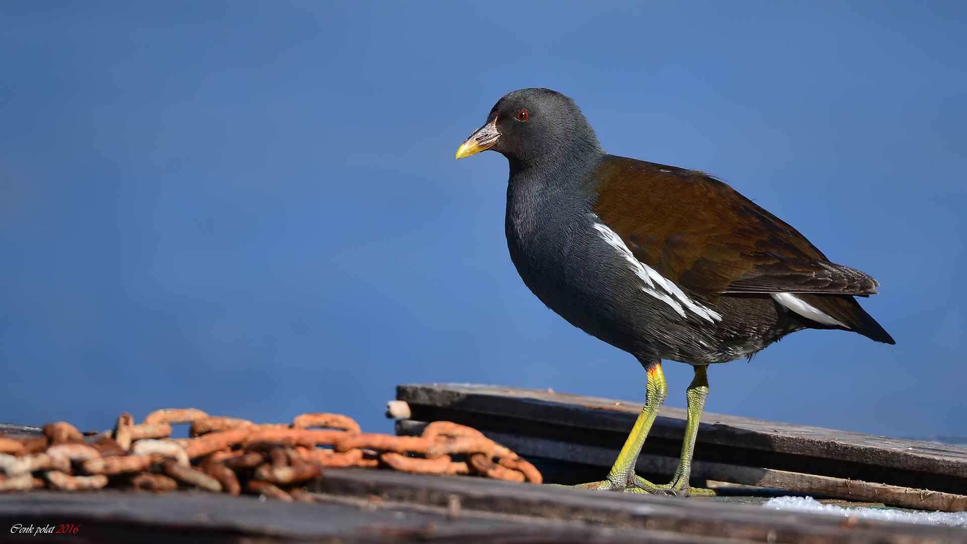 Eurasian Moorhen